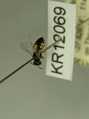  (Euryglossula cf Eurglossula microdontura KB160 - KR12069)  @11 [ ] CreativeCommons Attribution NonCommercial ShareAlike (2083) Remko Leijs South Australian Museum