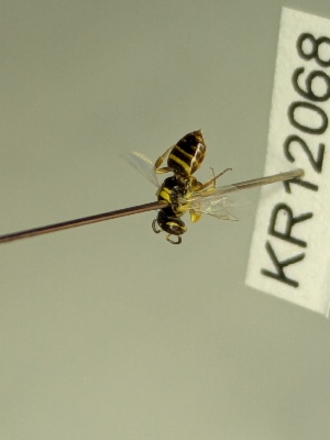  (Euryglossula sp. nov. KB162 - KR12068)  @11 [ ] CreativeCommons Attribution NonCommercial ShareAlike (2087) Remko Leijs South Australian Museum