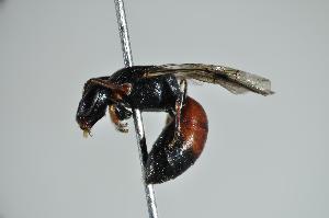  (Hylaeus sp. RLWB6 nofacemarks - RL01574)  @13 [ ] CreativeCommons - Attribution Non-Commercial Share-Alike (2012) Remko Leijs South Australian Museum