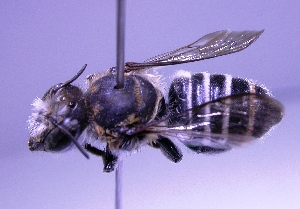  (Megachile sp. RLCR1 - RL1785)  @13 [ ] CreativeCommons - Attribution Non-Commercial Share-Alike (2012) Remko Leijs South Australian Museum