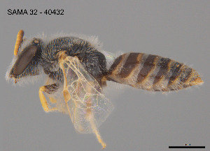  (Leioproctus rubicundus - SAMA 32-40432)  @11 [ ] CreativeCommons Attribution NonCommercial ShareAlike (2025) Remko Leijs South Australian Museum