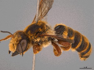  (Megachile sp. QKRL07 - SAMA 32-37423)  @11 [ ] CreativeCommons Attribution NonCommercial ShareAlike (2024) Remko Leijs South Australian Museum
