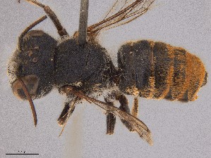  (Megachile sp. QKRL09 - SAMA 32-37426)  @11 [ ] CreativeCommons Attribution NonCommercial ShareAlike (2024) Remko Leijs South Australian Museum