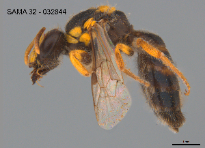  ( - CCDB-03790-D7)  @11 [ ] CreativeCommons Attribution NonCommercial ShareAlike (2025) Remko Leijs South Australian Museum