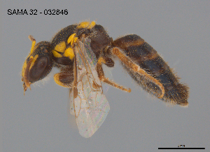  ( - CCDB-03790-D8)  @11 [ ] CreativeCommons Attribution NonCommercial ShareAlike (2025) Remko Leijs South Australian Museum