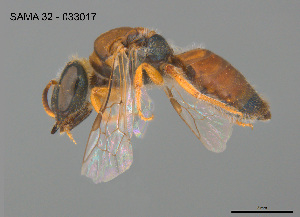  ( - CCDB-03790-G11)  @11 [ ] CreativeCommons Attribution NonCommercial ShareAlike (2025) Remko Leijs South Australian Museum