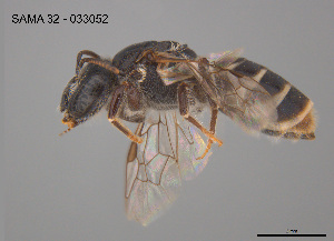  ( - CCDB-03790-E8)  @11 [ ] CreativeCommons Attribution NonCommercial ShareAlike (2025) Remko Leijs South Australian Museum