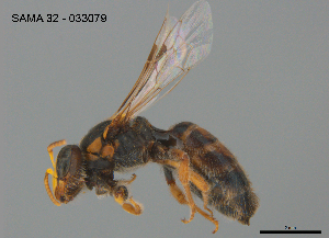  ( - CCDB-03790-E3)  @11 [ ] CreativeCommons Attribution NonCommercial ShareAlike (2025) Remko Leijs South Australian Museum