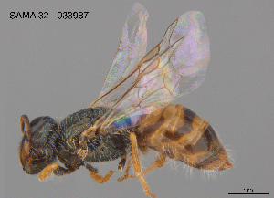  ( - RL1807E)  @11 [ ] CreativeCommons Attribution NonCommercial ShareAlike (2025) Remko Leijs South Australian Museum