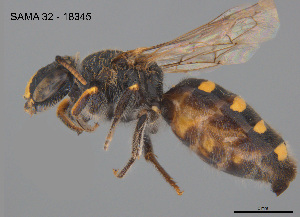  ( - CCDB-12240-A5)  @11 [ ] CreativeCommons Attribution NonCommercial ShareAlike (2025) Remko Leijs South Australian Museum