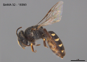  ( - CCDB-12240-A2)  @11 [ ] CreativeCommons Attribution NonCommercial ShareAlike (2025) Remko Leijs South Australian Museum