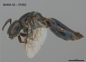  (Euryglossa pavonura - SAMA 32-37452)  @11 [ ] CreativeCommons Attribution NonCommercial ShareAlike (2025) Remko Leijs South Australian Museum