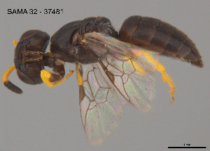  (Pachyprosopis plebeia - SAMA 32-37481)  @11 [ ] CreativeCommons Attribution NonCommercial ShareAlike (2025) Remko Leijs South Australian Museum