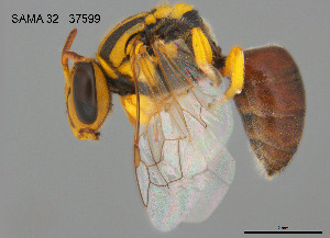  ( - SAMA 32-37599)  @11 [ ] CreativeCommons Attribution NonCommercial ShareAlike (2024) Remko Leijs South Australian Museum