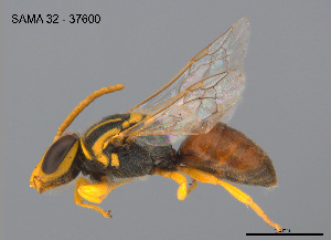  (Hylaeus husela - SAMA 32-37600)  @11 [ ] CreativeCommons Attribution NonCommercial ShareAlike (2025) Remko Leijs South Australian Museum