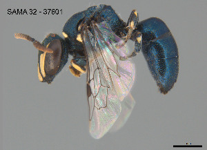  (Hylaeus disjunctus - SAMA 32-37601)  @11 [ ] CreativeCommons Attribution NonCommercial ShareAlike (2024) Remko Leijs South Australian Museum