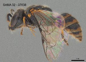  (Hylaeus mirandus - SAMA 32-37638)  @11 [ ] CreativeCommons Attribution NonCommercial ShareAlike (2024) Remko Leijs South Australian Museum