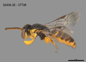  (Callohesma sp. W54 - SAMA 32-37738)  @11 [ ] CreativeCommons Attribution NonCommercial ShareAlike (2025) Remko Leijs South Australian Museum