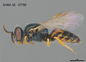  ( - SAMA 32-37750)  @11 [ ] CreativeCommons Attribution NonCommercial ShareAlike (2025) Remko Leijs South Australian Museum