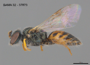  ( - SAMA 32-37873)  @11 [ ] CreativeCommons Attribution NonCommercial ShareAlike (2025) Remko Leijs South Australian Museum