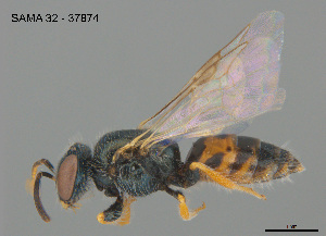  ( - SAMA 32-37874)  @11 [ ] CreativeCommons Attribution NonCommercial ShareAlike (2025) Remko Leijs South Australian Museum