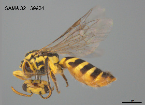  (Callohesma calliopsella - SAMA 32-39934)  @11 [ ] CreativeCommons Attribution NonCommercial ShareAlike (2025) Remko Leijs South Australian Museum