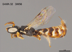  (Exoneurella eremophila - SAMA 32-39956)  @11 [ ] CreativeCommons Attribution NonCommercial ShareAlike (2025) Remko Leijs South Australian Museum