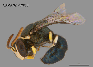  ( - SAMA 32-39986)  @11 [ ] CreativeCommons Attribution NonCommercial ShareAlike (2024) Remko Leijs South Australian Museum