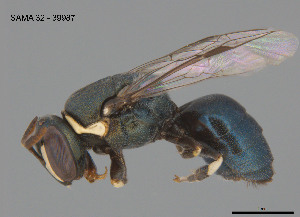  ( - SAMA 32-39987)  @11 [ ] CreativeCommons Attribution NonCommercial ShareAlike (2024) Remko Leijs South Australian Museum