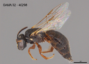  ( - SAMA 32-40298)  @11 [ ] CreativeCommons Attribution NonCommercial ShareAlike (2025) Remko Leijs South Australian Museum