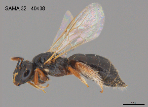  ( - SAMA 32-40438)  @11 [ ] CreativeCommons Attribution NonCommercial ShareAlike (2025) Remko Leijs South Australian Museum