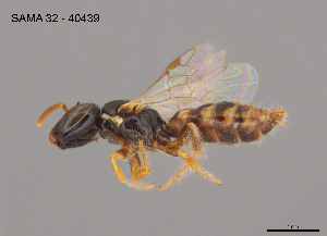  ( - SAMA 32-40439)  @11 [ ] CreativeCommons Attribution NonCommercial ShareAlike (2025) Remko Leijs South Australian Museum