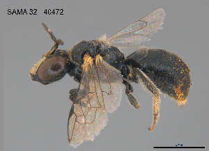  (Braunsapis simillima - SAMA 32-40472)  @11 [ ] CreativeCommons Attribution NonCommercial ShareAlike (2025) Remko Leijs South Australian Museum