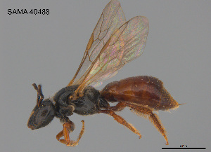  (Exoneura sp. RLCA06 - SAMA 32-40488)  @11 [ ] CreativeCommons Attribution NonCommercial ShareAlike (2026) Remko Leijs South Australian Museum