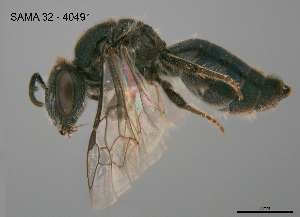  (Euryglossa nigrocaerulea - SAMA 32-40491)  @11 [ ] CreativeCommons Attribution NonCommercial ShareAlike (2025) Remko Leijs South Australian Museum