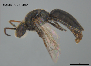  ( - SAMA 32-40492)  @11 [ ] CreativeCommons Attribution NonCommercial ShareAlike (2025) Remko Leijs South Australian Museum