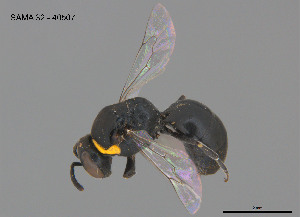  (Hylaeus bituberculatus - SAMA 32-40507)  @11 [ ] CreativeCommons Attribution NonCommercial ShareAlike (2024) Remko Leijs South Australian Museum