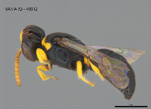  (Hylaeus amiculinus - SAMA 32-40512)  @11 [ ] CreativeCommons Attribution NonCommercial ShareAlike (2024) Remko Leijs South Australian Museum