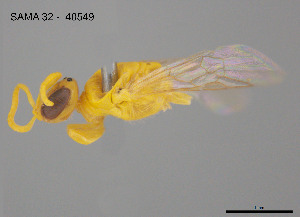  (Callohesma sp. W52 - SAMA 32-40549)  @11 [ ] CreativeCommons Attribution NonCommercial ShareAlike (2025) Remko Leijs South Australian Museum