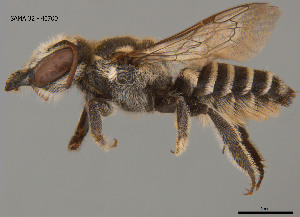  (Megachile obtusa - SAMA 32-40700)  @11 [ ] CreativeCommons Attribution NonCommercial ShareAlike (2024) Remko Leijs South Australian Museum