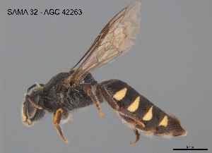  ( - CCDB-12240-A3)  @11 [ ] CreativeCommons Attribution NonCommercial ShareAlike (2025) Remko Leijs South Australian Museum