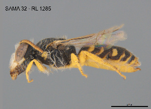  ( - CCDB-12240-A9)  @11 [ ] CreativeCommons Attribution NonCommercial ShareAlike (2025) Remko Leijs South Australian Museum