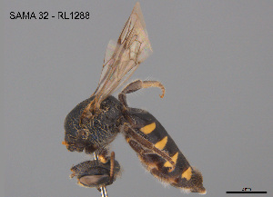  ( - CCDB-12240-A1)  @11 [ ] CreativeCommons Attribution NonCommercial ShareAlike (2025) Remko Leijs South Australian Museum