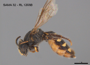  ( - CCDB-12240-A4)  @11 [ ] CreativeCommons Attribution NonCommercial ShareAlike (2025) Remko Leijs South Australian Museum