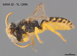  ( - CCDB-12240-A6)  @11 [ ] CreativeCommons Attribution NonCommercial ShareAlike (2025) Remko Leijs South Australian Museum