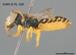  ( - CCDB-12240-A8)  @11 [ ] CreativeCommons Attribution NonCommercial ShareAlike (2025) Remko Leijs South Australian Museum