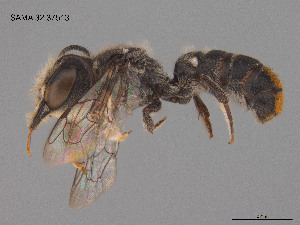  (Megachile oblonga - SAMA 32-37513)  @11 [ ] CreativeCommons Attribution NonCommercial ShareAlike (2024) Remko Leijs South Australian Museum