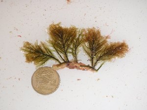  (Caulerpa obscura - GWS024445)  @11 [ ] Unspecified (default): All Rights Reserved  Unspecified Unspecified