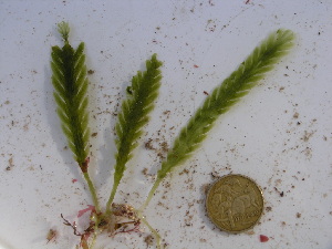  (Caulerpa remotifolia - GWS034917)  @11 [ ] Unspecified (default): All Rights Reserved  Unspecified Unspecified