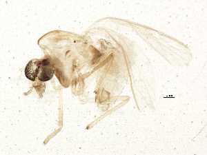  (Tanytarsus sp. 5 MEC-2006 - BIOUG02509-F12)  @13 [ ] CreativeCommons - Attribution (2013) CBG Photography Group Centre for Biodiversity Genomics